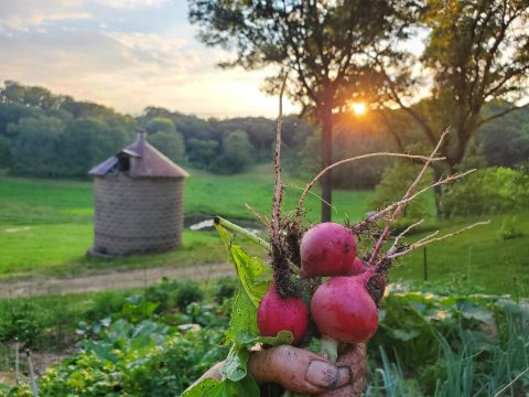 Fresh radishes