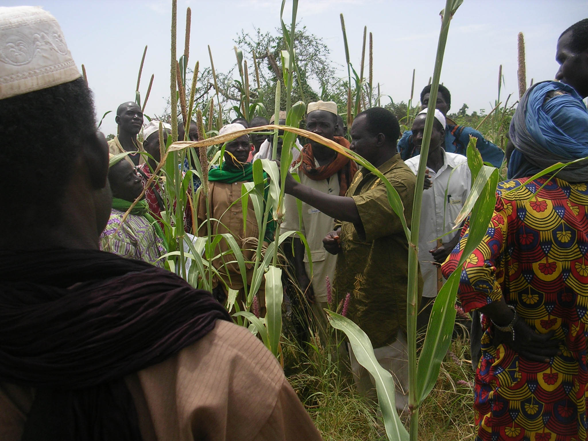 Farmers are trained on pearl millet phenology, which studies the plant life cycle and how it is influenced by seasonal variations in climate and habitat.