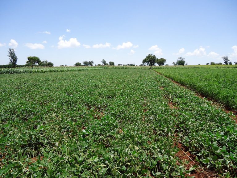 Large Scale Production Of Cowpea In Iramba District, Tanzania