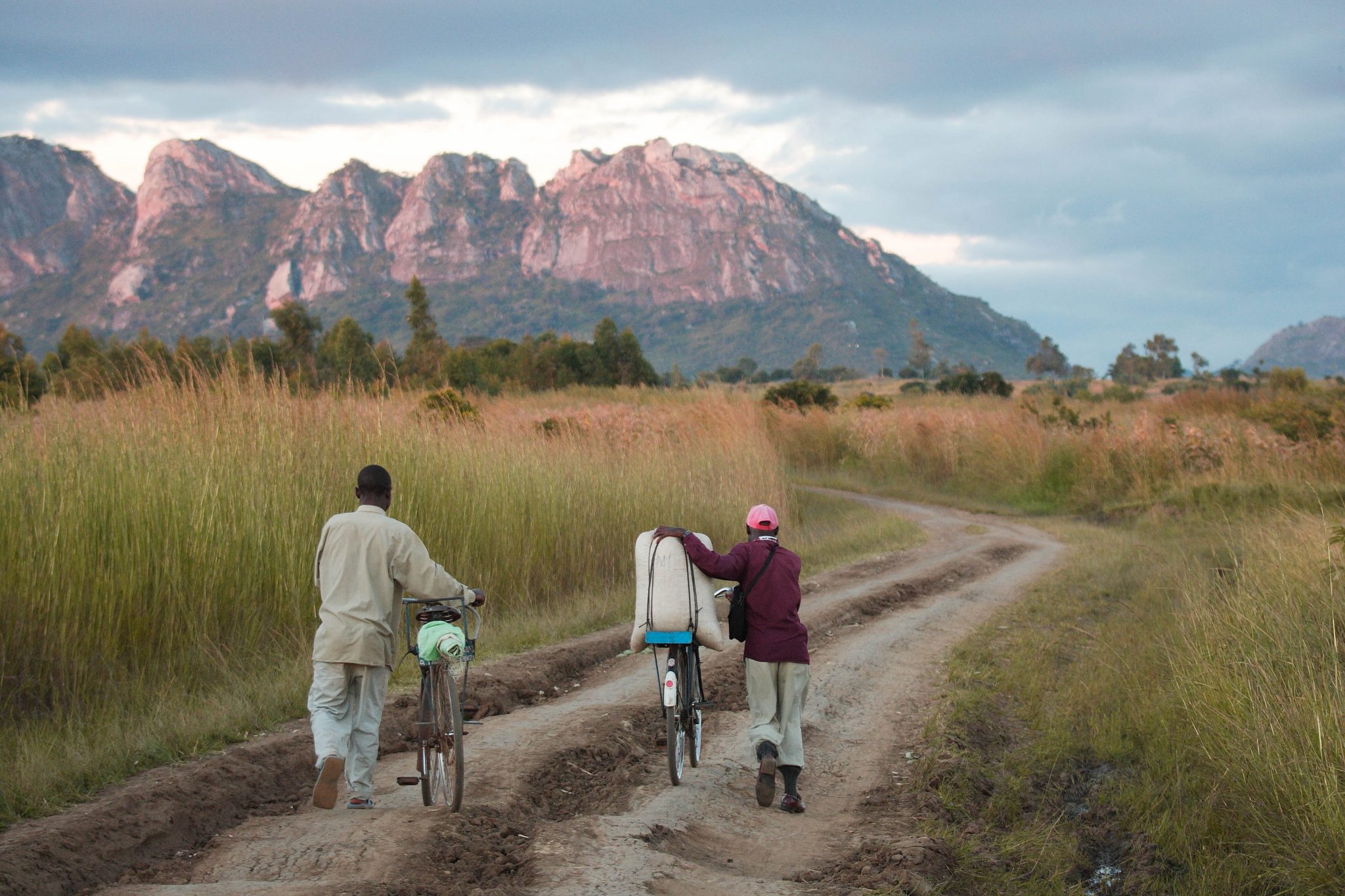 two men walking next to bicycles with their crops