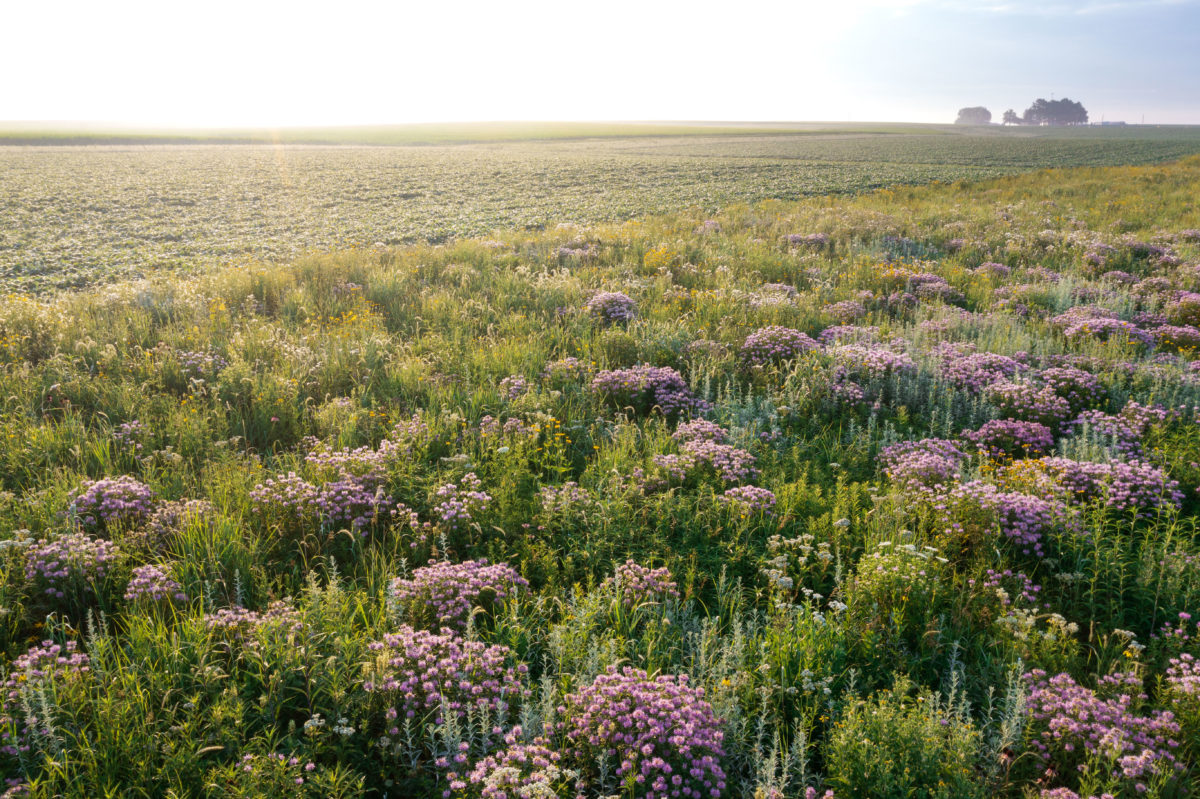 Les plantes de couverture enrichissent le sol en carbone – Le climat  aujourd'hui et demain