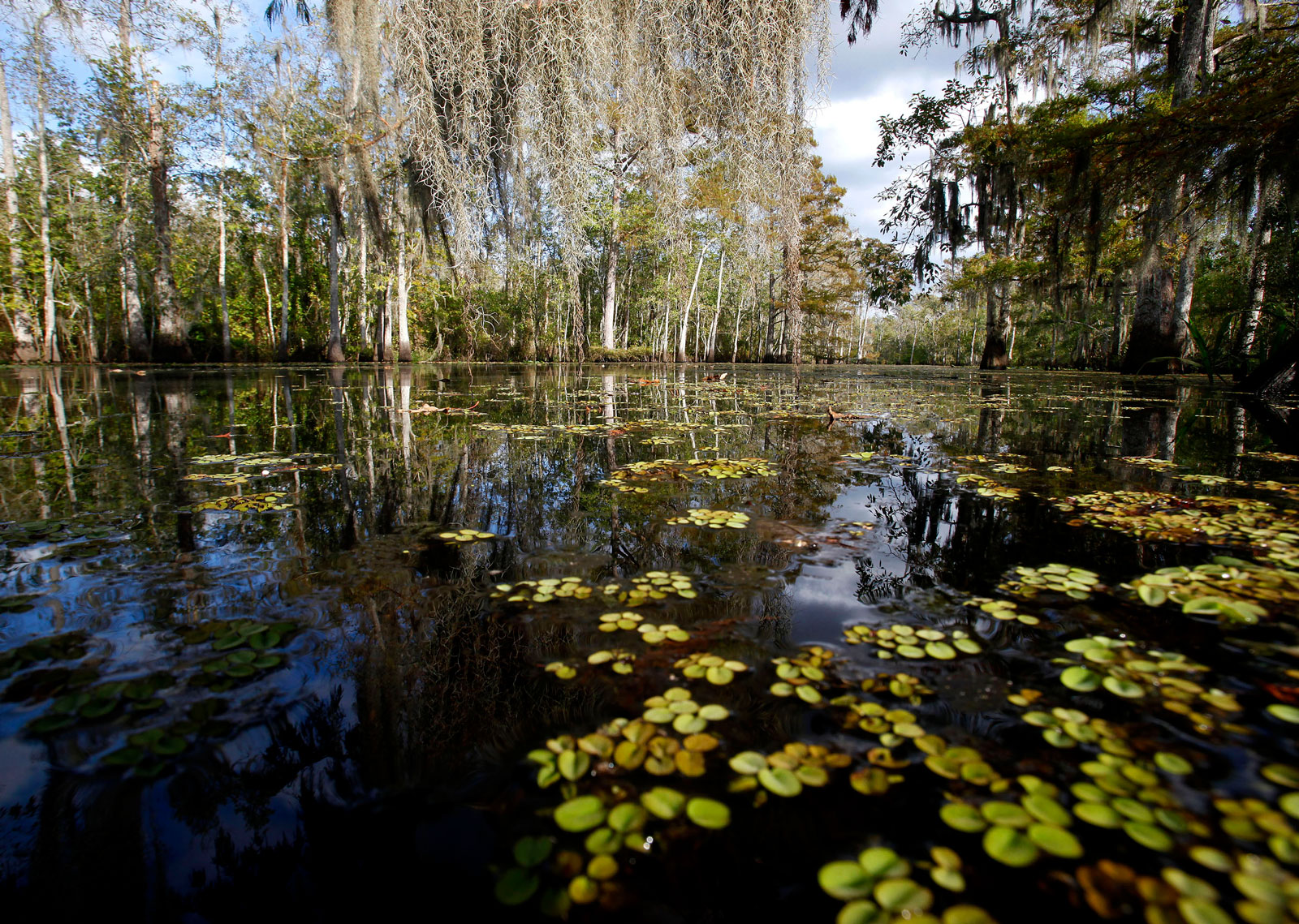 River with lily pads in the water and trees in the background