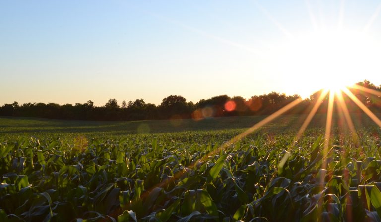 Field At Sunset