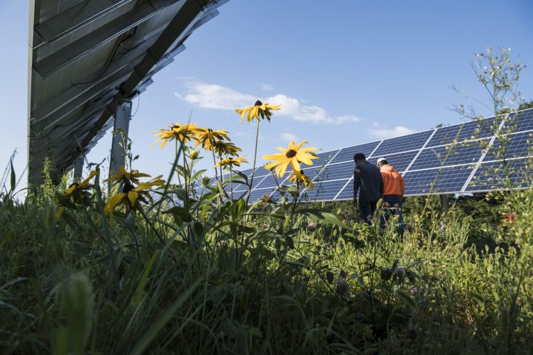 Mn Community Solar Pollinators Credit Nrel