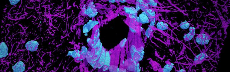 Neuroscience Scholar Awards Masthead