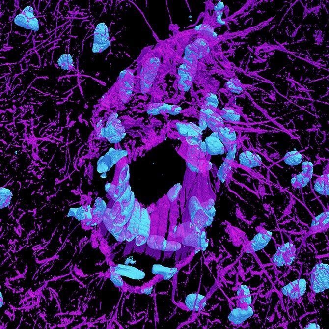 Neuroscience Scholar Awards Thumb