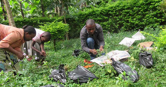 people analyzing their crops