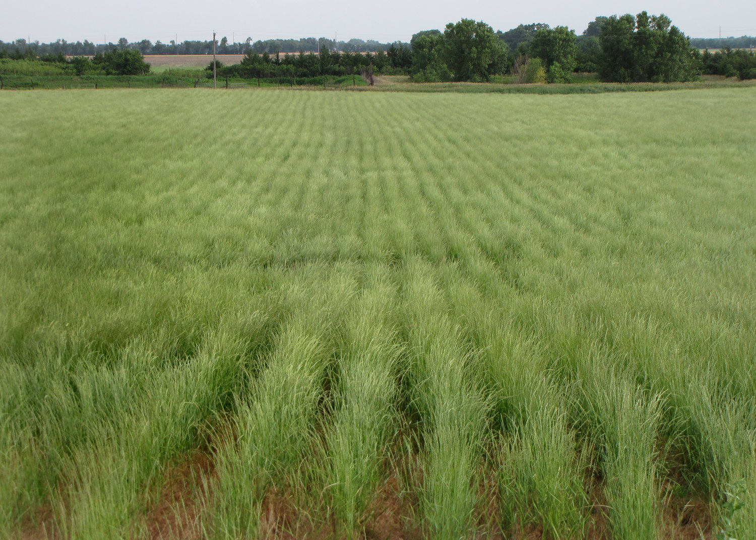 a rear view of green grass surrounded by trees